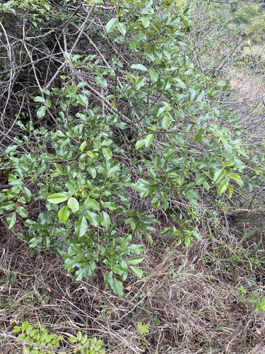Climbing Flatbean (Dalbergia obovata)