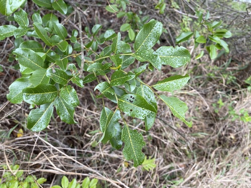 Dalbergia obovata, photograph 4