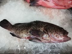 Epinephelus analogus