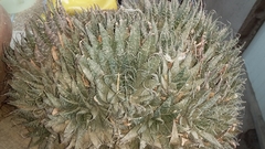 Aristaloe aristata