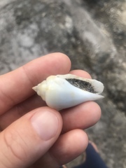 Gibberulus gibberulus