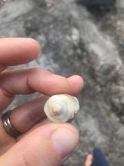 Gibberulus gibberulus