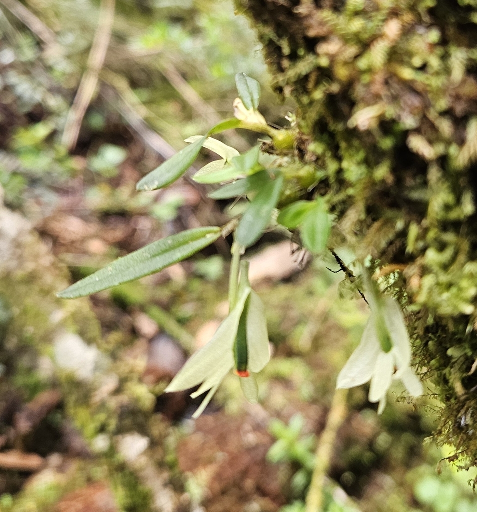 Dendrobium sulphureum Schltr. 4