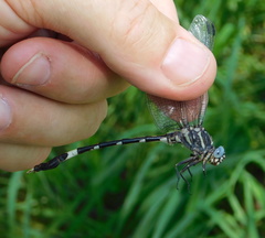 Phyllogomphoides nayaritensis