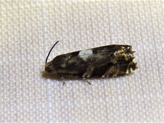 Cydia albimaculana