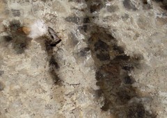 Streptoprocne rutila