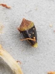 Eleocharis melanocarpa