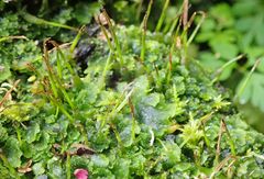 Megaceros flagellaris