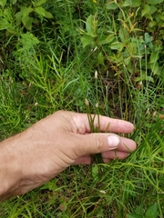 Eleocharis melanocarpa