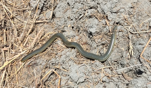 Zambezi Blind Snake
