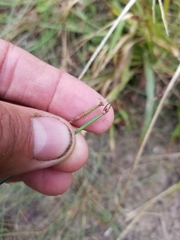 Eleocharis melanocarpa