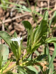 Dyschoriste costata