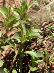 Dyschoriste costata