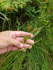 Rhynchospora macrostachya