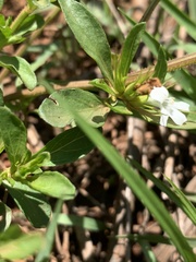 Dyschoriste costata