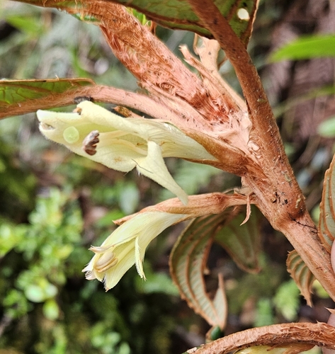 Cyrtandra chalcodea