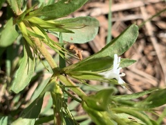 Dyschoriste costata