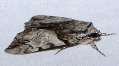 Catocala crataegi