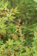 Rhynchospora macrostachya