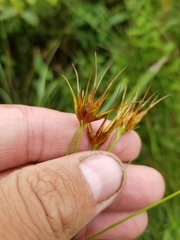 Rhynchospora macrostachya