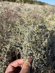 Artemisia taurica, photograph (c) Наталья Пикалова, some rights reserved (CC BY)