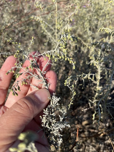 Artemisia taurica, photograph 3