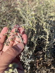 Artemisia taurica, photograph (c) Наталья Пикалова, some rights reserved (CC BY)