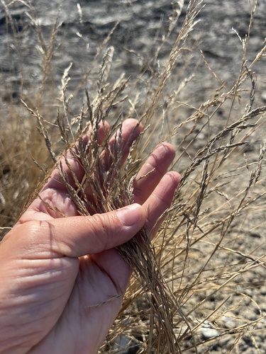tall wheatgrass (Thinopyrum elongatum)