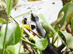 Thamnophis melanogaster