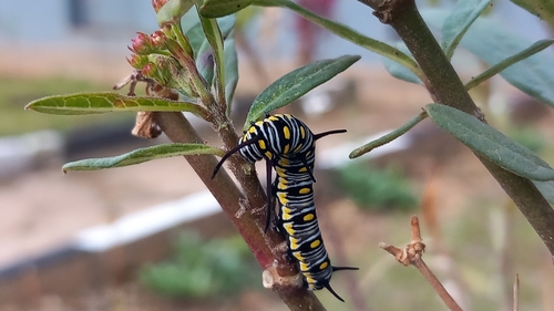 Plain Tiger Butterfly