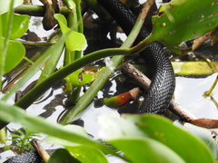 Thamnophis melanogaster