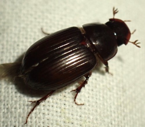 Night-flying Dung Beetle, De Zump, Culemborg, Gelderland, NL, photo 10 of 10
