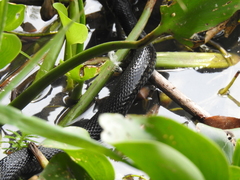 Thamnophis melanogaster