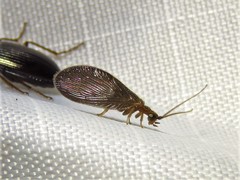 Sisyra vicaria