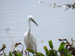 Egretta thula