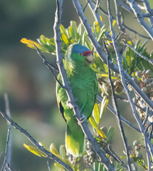 Amazona finschi × viridigenalis