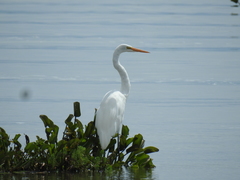 Ardea alba
