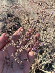 Limonium scoparium