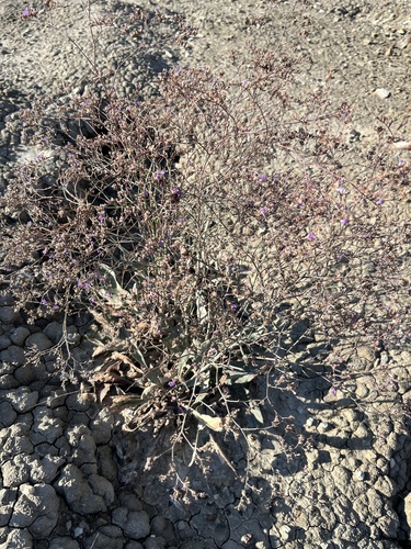 Limonium scoparium, photograph 1