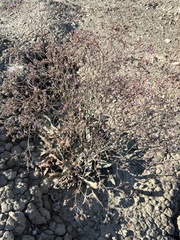 Limonium scoparium, photograph Наталья Пикалова, CC BY, iNaturalist via GBIF