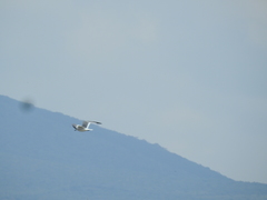 Leucophaeus atricilla megalopterus