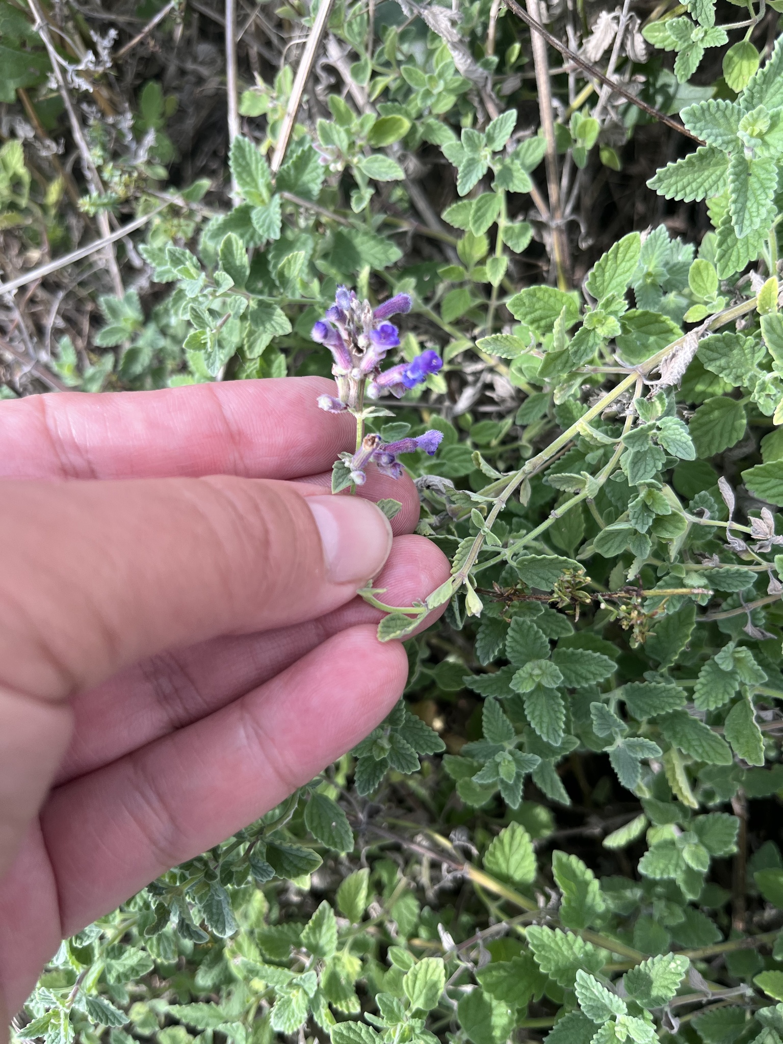 Garden Catmint (Nepeta ×)