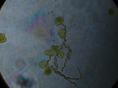 Megaceros flagellaris