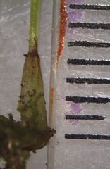 Megaceros flagellaris