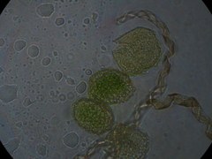 Megaceros flagellaris