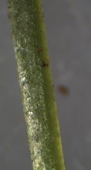 Megaceros flagellaris