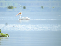 Pelecanus erythrorhynchos