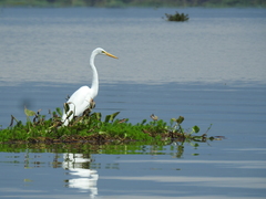 Ardea alba