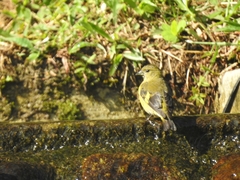 Spinus xanthogastrus