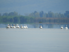 Pelecanus erythrorhynchos